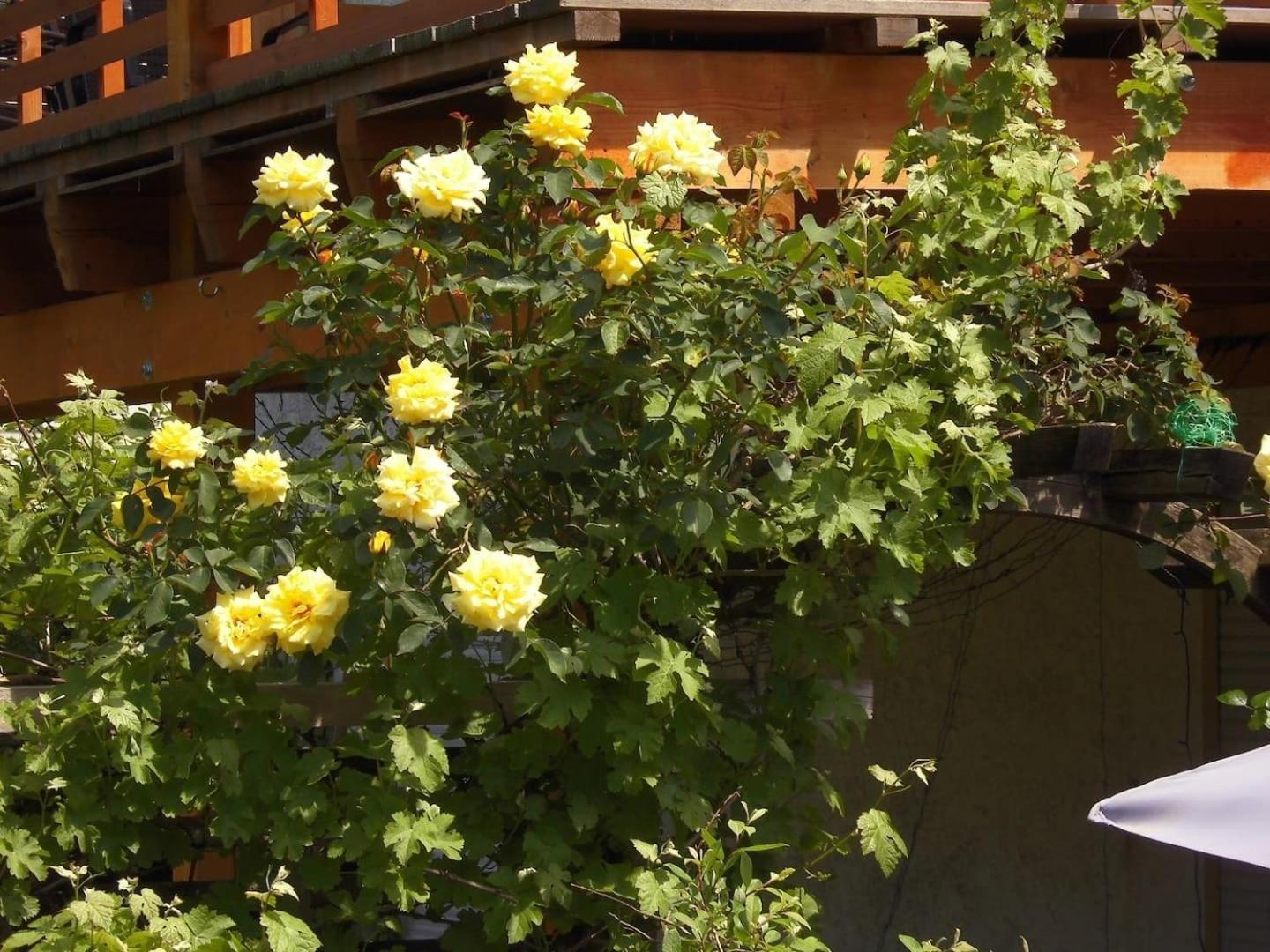 Farbenfrohe Ferienwohnung เดทโมลด์ ภายนอก รูปภาพ